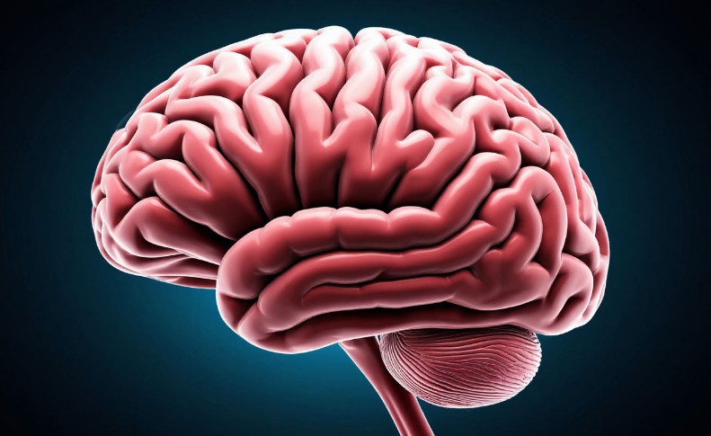 Ученые выявили роль белка AHNAK в развитии болезни Альцгеймера